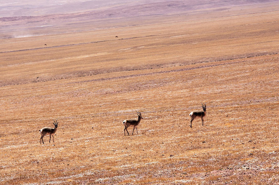 5 Days Lhasa City Tour with Sacred Yamdroktso Lake