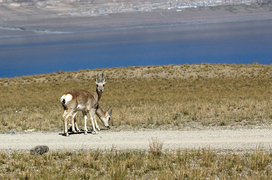 11 Days Mt. Kailash and Manasarovar Pilgrimage Tour