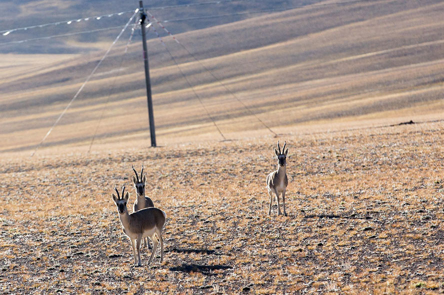 20 Days Mt. Everest & Ngari in-Depth Tour