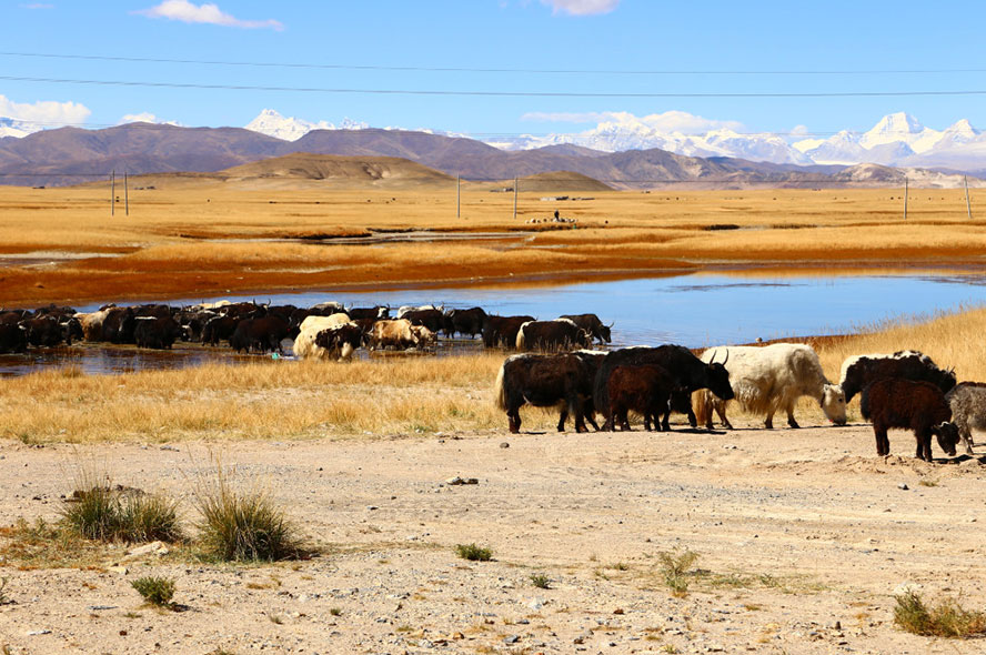 8 Days Nyingchi Shigatse Namtso Tour