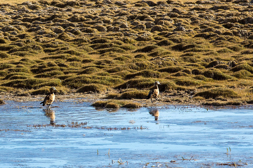 16 Days Grand Ngari Northern Tibet Tour