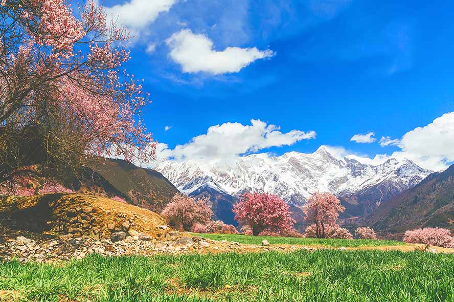 9 Days Nyingchi Peach Blossom Festival Group Tour: Mount Namcha Barwa, Ranwu Lake, Lhasa & Shigatse