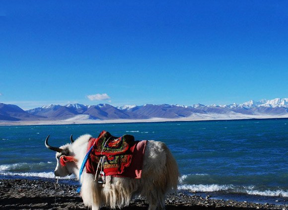 12 Days Shanghai – Xi’an – Lhasa – Beijing Tour